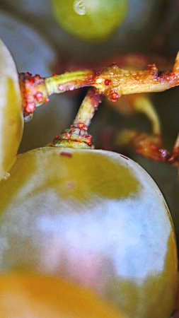 Grape macro on white for backgroundsの写真素材