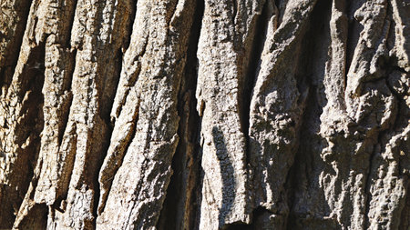 Bark of a tree as a background. Close-up.の写真素材