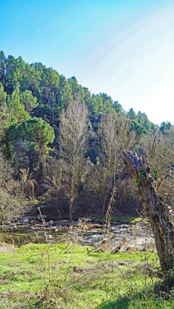 River in the forest on a sunny spring day. Landscape.の写真素材