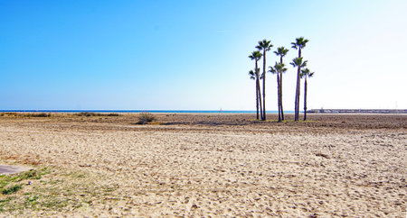 Palm trees on a sandy beach in the Mediterranean Sea, Spainの写真素材
