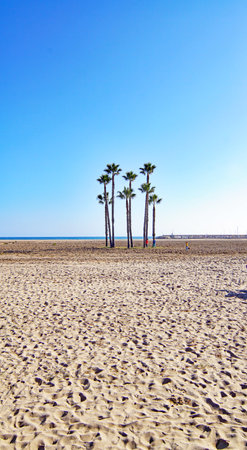 Palm trees on a sandy beach in the Mediterranean Sea, Spainの写真素材