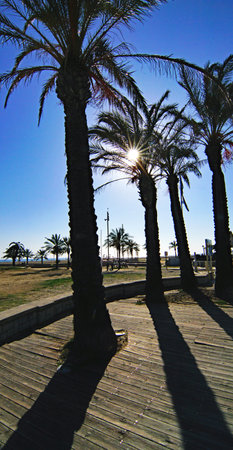 Palm trees in a park in Barcelona, Catalonia, Spain.の写真素材