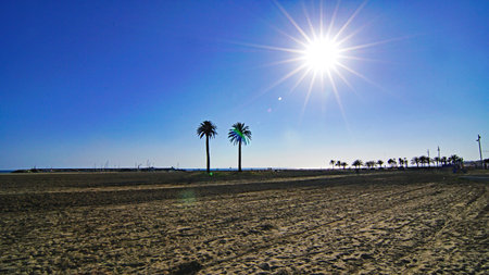 Palm trees on the beach of Santa Barbara, California, USAの写真素材