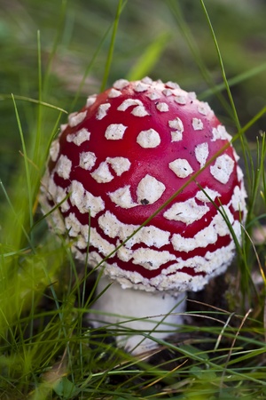 fly mushroom (Amanita muscaria var. muscaria)の写真素材