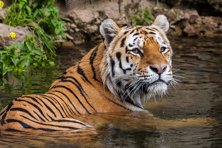 Siberian Tiger in Waterの写真素材