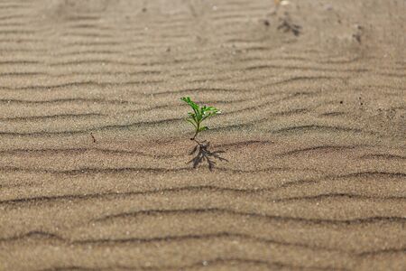Dunes of Lanzaroteの写真素材