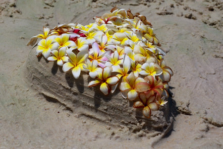 Heart with blossomsの写真素材