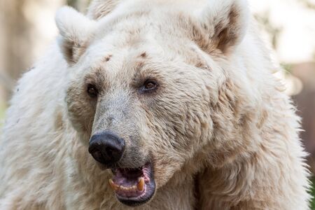 Syrean Brown Bearの写真素材