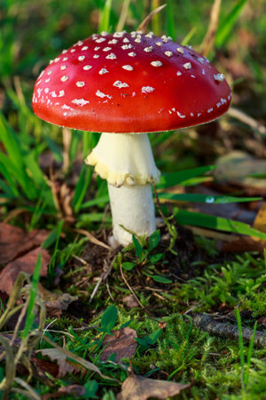 Close-up of a red toadstoolの写真素材