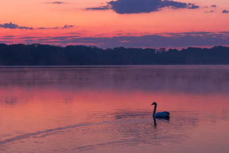 beautiful sunrise of a lake in spring with a swanの写真素材