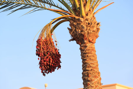 Photo of a date palm tree with ripe dates against a blue sky