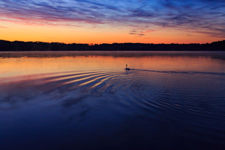 Sunrise over the Haltern reservoir with a single swanの写真素材