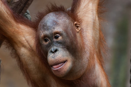 Close-up of a young orangutanの写真素材
