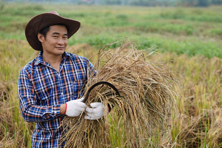 Handsome Asian male farmer wear hat, holds sickle and harvested rice plants at paddy field. Concept...