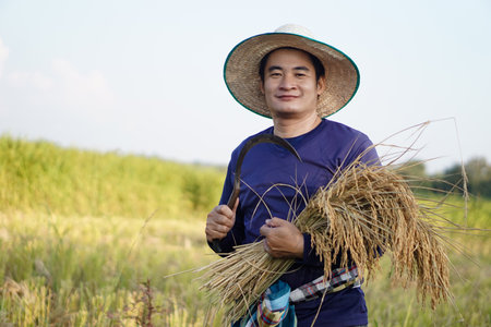 Handsome Asian male farmer wear hat, holds sickle and harvested rice plants at paddy field. Concept , Agriculture occupation. Farmer with organic rice.の写真素材