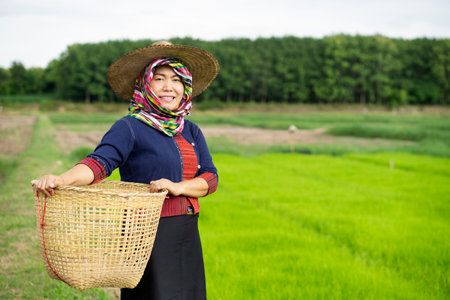 Asian woman farmer is at paddy field, wear hat, covered head with Thai loincloth, holds bamboo basket. Concept , farmer work  organic farming. Traditional occupation in rural of Thの写真素材