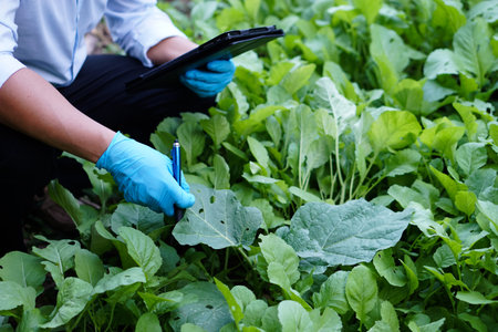 Closeup agriculture reseacher wears blue gloves, hold smart table and inspect growth and disease of...