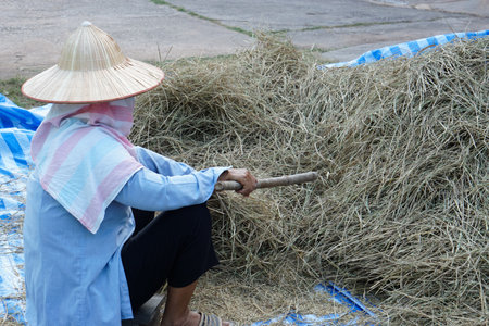 Asian farmer is working in garden, wears hat, blue shirt, hold stick to hit pile of rice straws that dry outdoor to get rice grains after harvest. Traditional agriculture lifestyleの写真素材