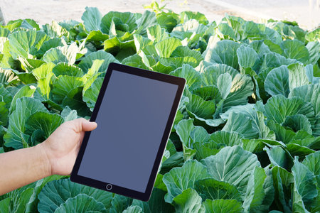 Closeup hand holds blank screen smart tablet at vegetable garden. Concept, use technology smart device, wireless internet connection to do research about agriculture crops.の写真素材