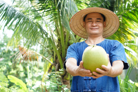 Asian man gardener holds organic coconut fruit at his garden . Concept : Agriculture crop in Thailand. Thai farmers grow coconuts " Ma-Prow-Nam-Hom" to sell . Summer fruits.の写真素材