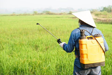 Asian farmer uses herbicides, insecticides chemical spray to get rid of weeds and insects or plant disease in the rice fields. Cause air pollution. Environmental , Agricultureの写真素材