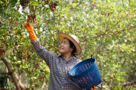 Asian gardener is working and harvesting cashew apple fruits in garden. Concept, agriculture occupation, Thai farmers grow cashew fruits as economic and export crops  goodsの写真素材