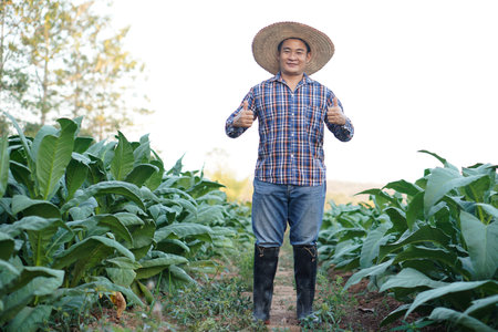 Asian man gardener is at tobacco garden on northern of Thailand. Thumb up to show his satisfaction in crops. Look at camera. Feel confident, proud in crops. Concept , Agricultureの写真素材