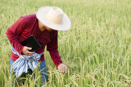 Asian farmer is at paddy field, holds smart tablet to inspect rice plants and do research about growth, diseases, insects at paddy field. Concept , Smart farmer.の写真素材