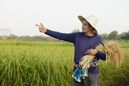 Asian man farmer is at paddy field, wears hat, blue shirt, holds sickle and harvest rice, points to something. Concept, Agriculture occupation, Tarmer grow organic riceの写真素材