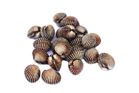 Fresh raw blood cockles isolated on white background. Concept , Natural seafood. Food ingredients that can be cooked in variety delicious menu. Popular Thai seafoodの写真素材