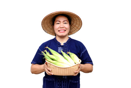 Asian woman farmer hold basket of fresh organic corn. Thai local breed. Favorite for Thai northern farmers grow for boil, steam or cook for Thai traditional dessert.の写真素材