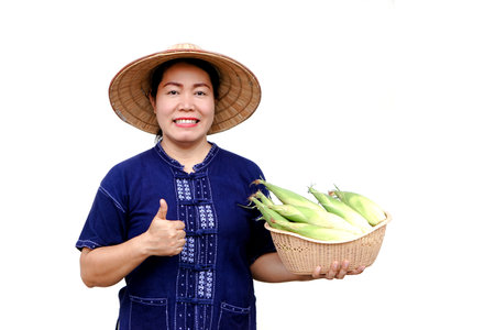Asian woman farmer hold basket of fresh organic corn. Thai local breed. Favorite for Thai northern farmers grow for boil, steam or cook for Thai traditional dessert.の写真素材