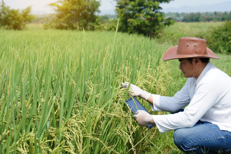 Asian farmer wears hat and white shirt observing and taking note about the growth and rice disease...