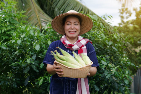 Asian woman farmer hold basket of fresh organic corn. Thai local breed. Favorite for Thai northern farmers grow for boil, steam or cook for Thai traditional dessert.の写真素材