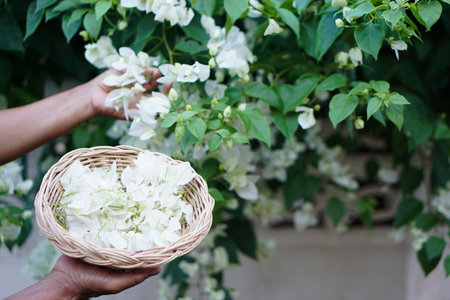 Close up hands hold tray of flowers, picking flowers in garden.Concept, picking flowers for decorecting or making garland. Pastime and hobby. Working with nature. Ornamental flowerの写真素材