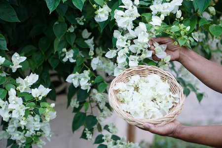 Close up hands hold tray of flowers, picking flowers in garden.Concept, picking flowers for...