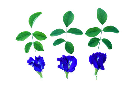 Butterfly pea flower, blue flowers with green leaves, isolated on white background. Concept : Asian flower that can be extracted blue , used as nature color to mix into foodの写真素材