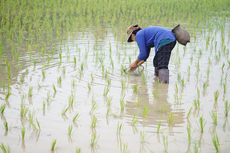 Asian woman farmer holds fishing net and creel to find freshwater algae (Spirogyra sp.) and fish at organic paddy field. Concept, rural agriculture lifestyle, earn livingの写真素材