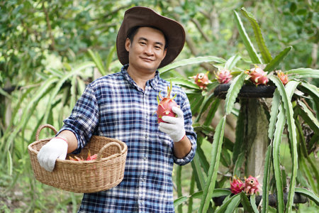 Handsome Asian man gardener, hold basket and picks dragon fruit in garden. Concept, agriculture occupation. Thai farmer grow organic fruits for eating, sharing or selling in marketの写真素材