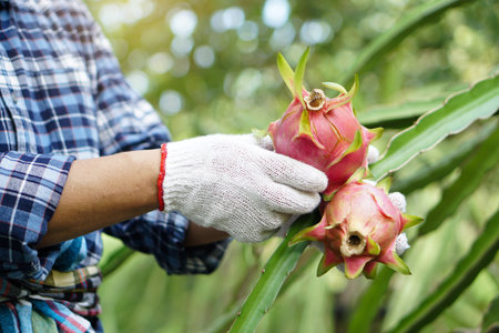 Close up farmer hands wears white gloves, picking, harvesting dragon fruits in garden. Concept, agriculture occupation. Thai farmer grow organic fruits for eating, sharing or sellの写真素材
