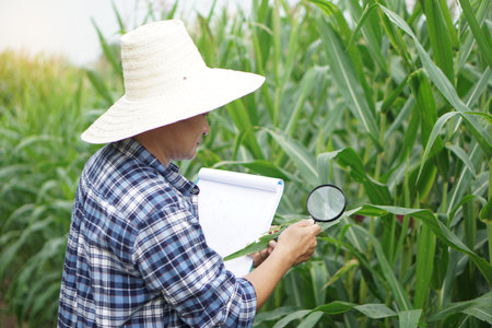 Asian man researcher hold magnifying glass and paper clipboard to explore or inspect growth and diseases of plants at maize garden. Concept. Agriculture occupation, survey researchの写真素材