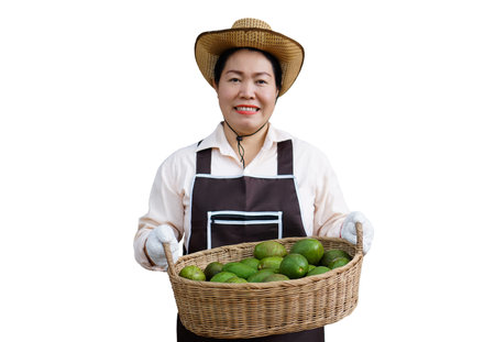 Asian woman gardener wears hat, apron and gloves, holds basket of fresh avocado fruits, isolated on white background. Concept , organic agriculture occupation lifestyle.の写真素材