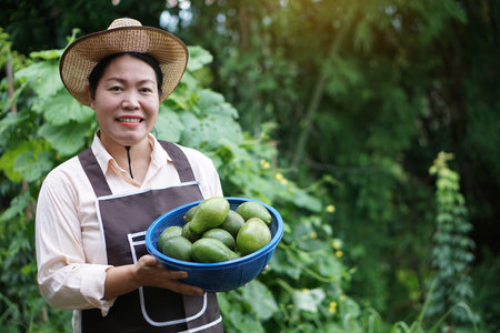 Happy Asian gardener wears hat,apron, holds basket of avocado fruits in garden. Concept , organic agriculture occupation lifestyle. Happy farmer. Sustainable living, grows cropsの写真素材