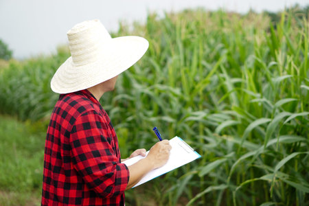 Asian farmer wears hat, red plaid shirt, writing on paper clipboard to inspect growth and disease of plants at maize garden. Concept, agriculture study or research to solve problemの写真素材