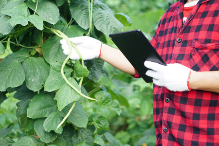 Close up gardener holds smart tablet to inspect growth and plants diseases in garden. Concept, smart farmer search informations to develop agriculture crops.の写真素材