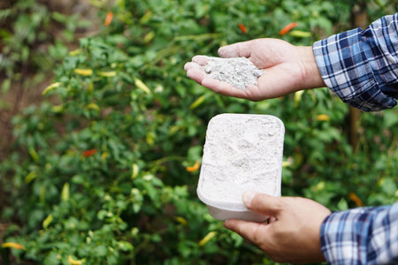 Close up gardener hands  hold  ashes powder to fertilize plant in garden. Concept, organic gardening. Ashes can get rid of insects, pests of plants, improve soil.の写真素材