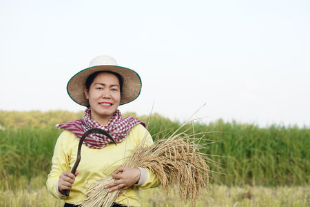 Happy Asian woman farmer wears hat, yellow shirt, holds sickle to harvest rice at paddy field. Concept, agriculture occupation, farmer grow organic rice. Thai farmer lifestyle.の写真素材