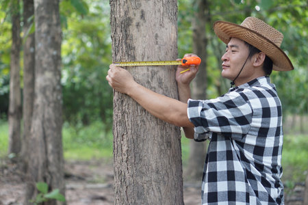 Asian man botanist is using measuring tape to measure trunk of tree in forest to analysis and research about growth of tree. Concept, forest valuation. Conservation of environment.の写真素材