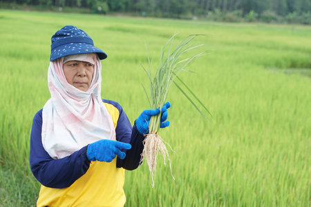 Asian woman farmer  holds sample rice plants with roots at paddy field  to inspect growth and plant diseases. Concept, taking care of agriculture crops. Analysis and inspectの写真素材