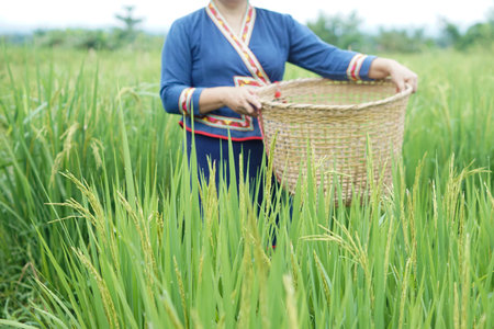 Thai woman farmer holding a basket of rice in the rice fieldの写真素材